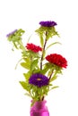 Colorful Asters flowers in vase