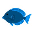 Colorful Atlantic Blue Tang fish clip art