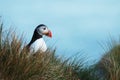 Colorful Atlantic puffin, Fratercula arctica, on a grassy cliff