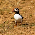 Colorful Atlantic Puffin on the ground near its burrow on a dusty clifftop Royalty Free Stock Photo