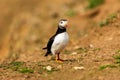 Colorful Atlantic Puffin on the ground near its burrow on a dusty clifftop Royalty Free Stock Photo