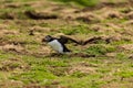 Colorful Atlantic Puffin on the ground near its burrow on a dusty clifftop Royalty Free Stock Photo