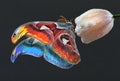 colorful Attacus Atlas butterfly on tender tulip bud in water drops after rain on black