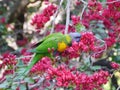 Colorful australian bird