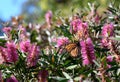 Colorful Australian garden background with a Monarch butterfly feeding on nectar of a vibrant pink native Bottlebrush flower