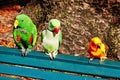 Colorful Australian Native Birds Perched on Park Bench