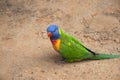 Colorful Australian Parrot