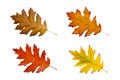 Colorful Autum Leaves - Isolated On White Background With Clipping Path Royalty Free Stock Photo