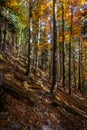 Colorful autumn alpine forest with rocky path to the top of Stadelwand peak
