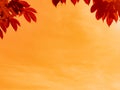 Colorful autumn art background, orange tone. Royalty Free Stock Photo