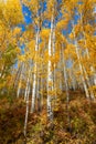 Autumn Aspen trees with peak fall colors and blue sky Royalty Free Stock Photo