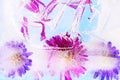 Colorful autumn aster flowers frozen in ice Royalty Free Stock Photo