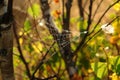 Autumn background - cobweb in water drops on blurred background of colorful leaves Royalty Free Stock Photo