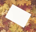 Colorful autumn background. Royalty Free Stock Photo