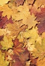 Colorful autumn background. Royalty Free Stock Photo