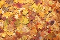 Colorful autumn background. Royalty Free Stock Photo