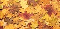 Colorful autumn background. Royalty Free Stock Photo