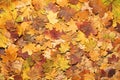 Colorful autumn background. Fallen leaves. Royalty Free Stock Photo