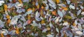 Colorful autumn background with fallen leaves. Orange, green and yellow leaves on the grass. Royalty Free Stock Photo