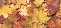 Colorful autumn background. Fallen leaves. Royalty Free Stock Photo