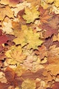 Colorful autumn background. Fallen leaves. Royalty Free Stock Photo