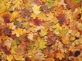 Colorful autumn background. Fallen leaves. Royalty Free Stock Photo