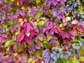 Colorful autumn background with leaves of maiden grapes.