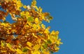 Colorful autumn background with oak leaves and blue sky Royalty Free Stock Photo