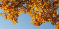 Colorful autumn background with oak leaves and blue sky Royalty Free Stock Photo