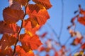 Colorful autumn background. Red autumn leaves against the blue sky. Royalty Free Stock Photo