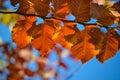 Colorful autumn background. Red autumn leaves against the blue sky. Royalty Free Stock Photo