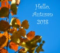 Colorful autumn background. Red autumn leaves against the blue sky. Place for the inscription, Hello Autumn Royalty Free Stock Photo