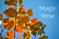 Colorful autumn background. Red autumn leaves against the blue sky. Place for the inscription, Magic time Royalty Free Stock Photo