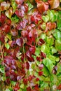 Red green glossy leaves of climbing plant, wall covered with ivy Royalty Free Stock Photo