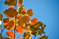 Colorful autumn background. Red autumn leaves against the blue sky. Royalty Free Stock Photo