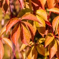 Colorful autumn background. Red and yellow leaves of girlish grape Royalty Free Stock Photo