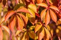 Colorful autumn background. Red and yellow leaves of girlish grape Royalty Free Stock Photo