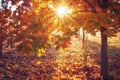 Colorful autumn background. Sun through yellow and red leaves of tree in sunrise. Autumn nature. Colorful tree in bright sunshine