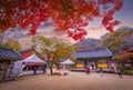 Colorful autumn with beautiful maple leaf at Baekyangsa temple in Naejangsan national park, South Korea Royalty Free Stock Photo