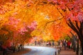 Colorful autumn with beautiful maple leaf at Naejangsan national park, South Korea Royalty Free Stock Photo