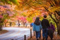 Colorful autumn with beautiful maple leaf at Naejangsan national park, South Korea Royalty Free Stock Photo