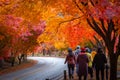 Colorful autumn with beautiful maple leaf at Naejangsan national park, South Korea Royalty Free Stock Photo