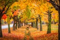 Colorful autumn with beautiful maple leaf at Naejangsan national park, South Korea Royalty Free Stock Photo