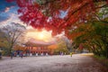 Colorful autumn with beautiful maple leaf in sunset at Baekyangsa temple in Naejangsan national park, South Korea Royalty Free Stock Photo