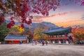 Colorful autumn with beautiful maple leaf in sunset at Baekyangsa temple in Naejangsan national park, South Korea Royalty Free Stock Photo