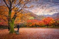 Colorful autumn with beautiful maple leaf in sunset at Naejangsan national park, South Korea Royalty Free Stock Photo