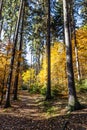 Colorful Autumn In Voderady Beechwood, Czechia