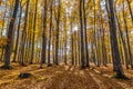 Colorful Autumn In Voderady Beechwood, Czechia