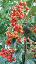 Colorful autumn berries, piracanta berries. Royalty Free Stock Photo