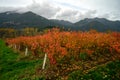 Colorful autumn blueberry farm in British Columbia, Canada Royalty Free Stock Photo